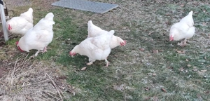 Bruteier Marans weiß  Bild 2