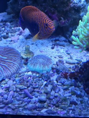 Pilzkoralle (Fungia spec.) Bild 3