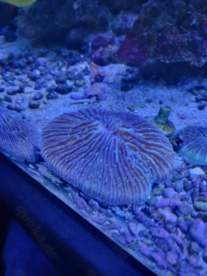 Pilzkoralle (Fungia spec.) Bild 2