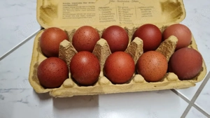 Bruteier Marans weiß  Bild 5