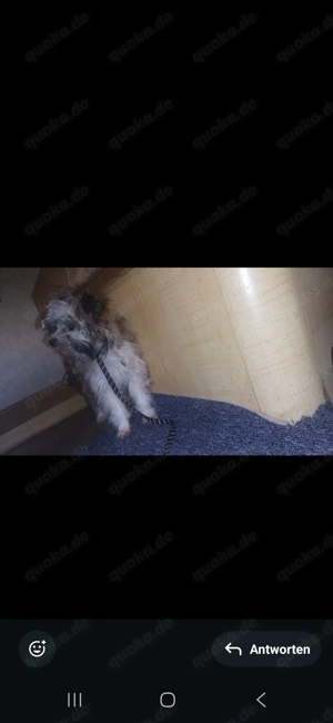 süßer  besso sucht ein liebevolles  Zuhause 