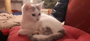 Aufgewecktes American Shorthairmixkitten 