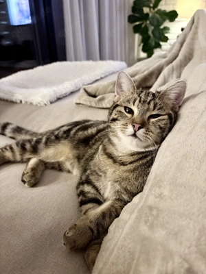 Liebevolles Zuhause für junge Katze gesucht