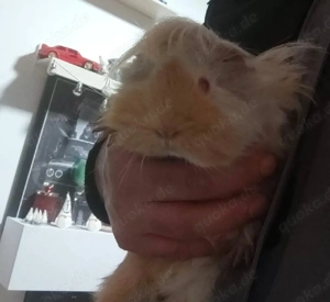 Rosetten Meerschweinchen Paar 