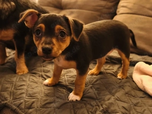 Dackel-Jack Russel Mix Welpe 