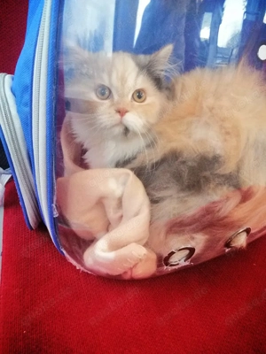 Persische kitte Mädchen 