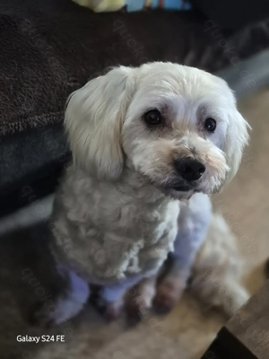 Dringend! Bichon-Mix-Rüde Lio