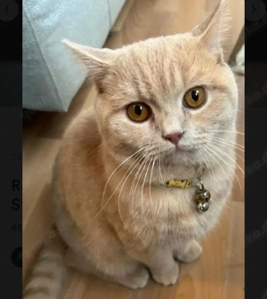 Reinrassige bkh Kater 