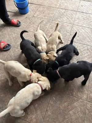 Labrador Retriever Welpen