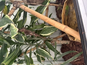 2 Grüne Nackenstachler (Acanthosaura capra) mit Terrarium und Zubehör