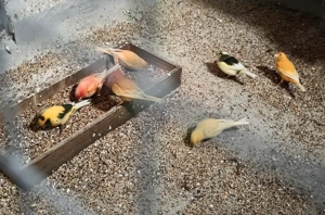 Kanarienvögel  Bild 2