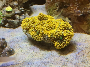 Florida-Scheibenanemone Ricordea florida Orange koralle Meerwasser korallen Bild 2