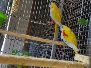 Schönsittich Zuchtpaar 