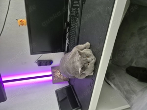 Deckkater BKH sucht Partnerin Bild 3