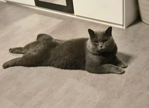 Deckkater BKH sucht Partnerin Bild 4