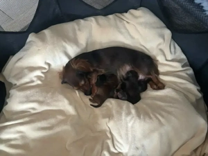 Zwergdackel Langhaar    1  Welpe Rüde 