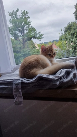   SUCHE   British Kurzhaar Deckkater 