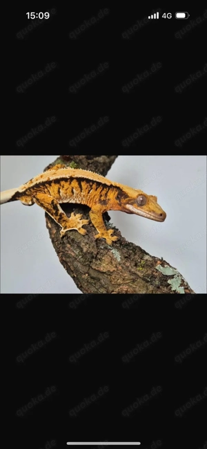 kronen geckos 
