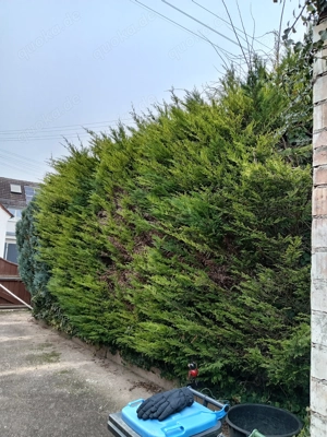 Gartenhilfe, Hecken schneiden 