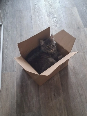 Thilda sucht ein neues Zuhause  Bild 4