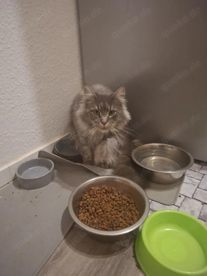 Thilda sucht ein neues Zuhause  Bild 2