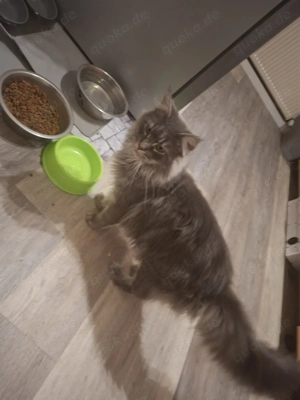 Thilda sucht ein neues Zuhause  Bild 3