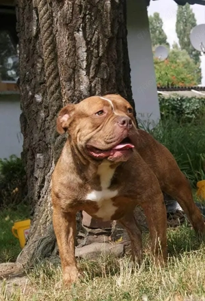 Suche American Bully o. Renascence Bulldog in Not