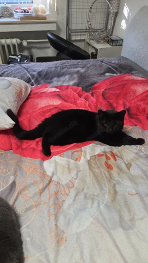 Liebevolle Bkh Ekh katzen