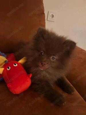 Pomeranian Zwergspitz