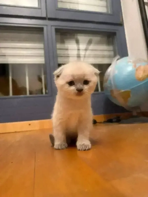    5 süße Kätzchen aus privater Abgabe suchen ein Zuhause