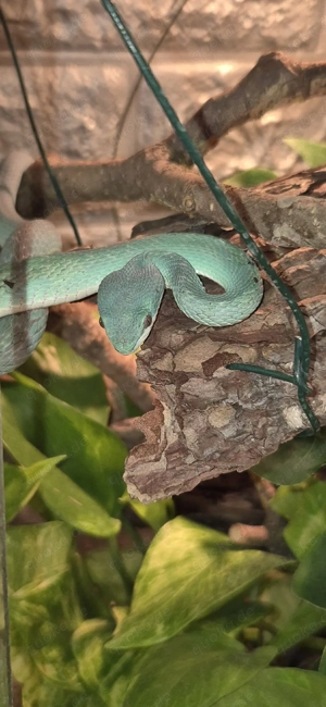 0.1 Trimeresurus insularis 