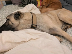 Großer Kangal Mischlingsrüde Cognac sucht sein zuhause Bild 9