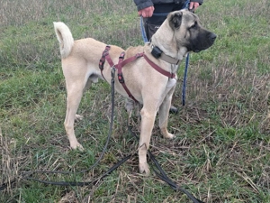 Großer Kangal Mischlingsrüde Cognac sucht sein zuhause Bild 7