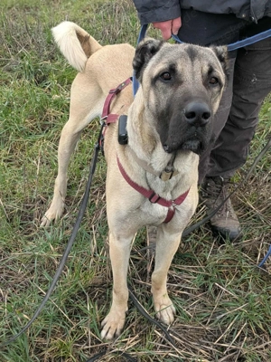 Großer Kangal Mischlingsrüde Cognac sucht sein zuhause Bild 4