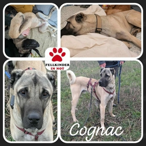 Großer Kangal Mischlingsrüde Cognac sucht sein zuhause Bild 10