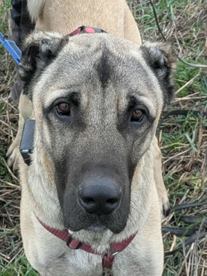 Großer Kangal Mischlingsrüde Cognac sucht sein zuhause Bild 5