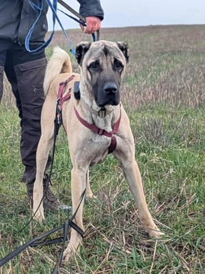 Großer Kangal Mischlingsrüde Cognac sucht sein zuhause Bild 6
