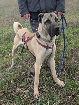 Großer Kangal Mischlingsrüde Cognac sucht sein zuhause Bild 3