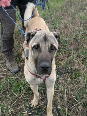 Großer Kangal Mischlingsrüde Cognac sucht sein zuhause Bild 2