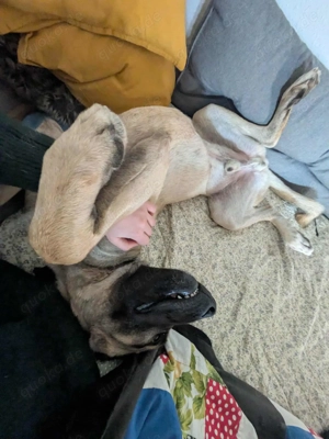 Großer Kangal Mischlingsrüde Cognac sucht sein zuhause Bild 8