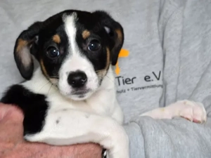 Sherman sucht sein Zuhause