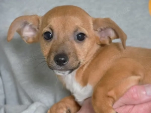 Shelli sucht ihr Zuhause (noch auf Sardinien)