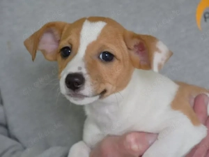 Skipper sucht sein Zuhause (noch auf Sardinien)