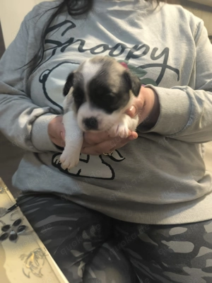 Süße Bichon Französische Bulldogge Mix Welpen 