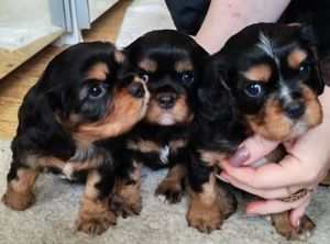 Cavalier King Charles Spaniel 