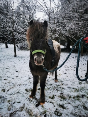 Hübscher Tigerschecke abzugeben Bild 2
