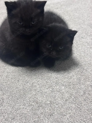 Reinrassige Britisch-Kurzhaar Kater   schwarz   