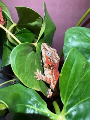 Höckerkopfgecko Gecko Exo terra 