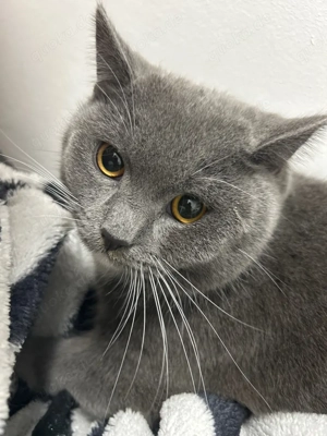 Bkh katze bicolor abzugeben 