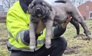 Kangal Welpen Rüde  Beste Blutslinie Pantersoyu 